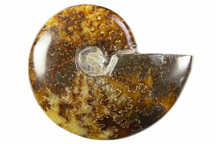 Polished Cretaceous Ammonite (Cleoniceras) Fossil - Madagascar #305908